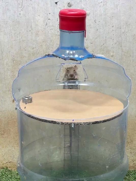 用家里废弃矿泉水桶,diy简易捕鼠器,老鼠能抓一窝,效果显著!