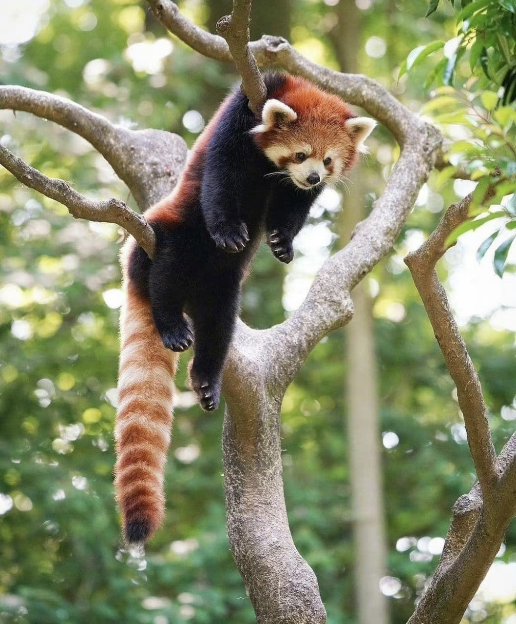 被树上的小熊猫萌到了