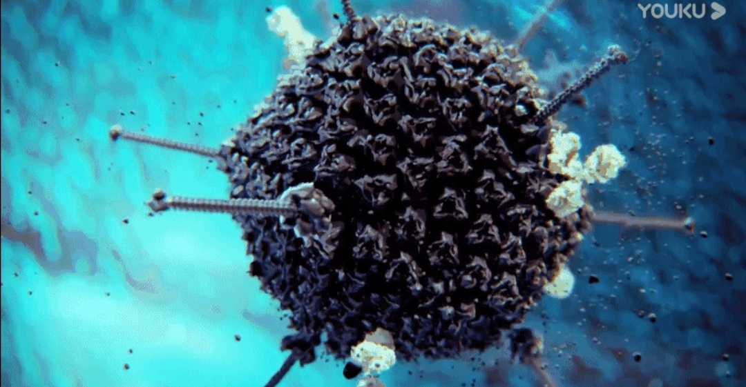 海洋中病毒是怎样进行自身繁殖的?