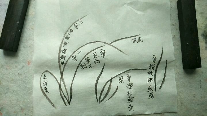花鸟画337,兰花起笔,半生竹子一生兰