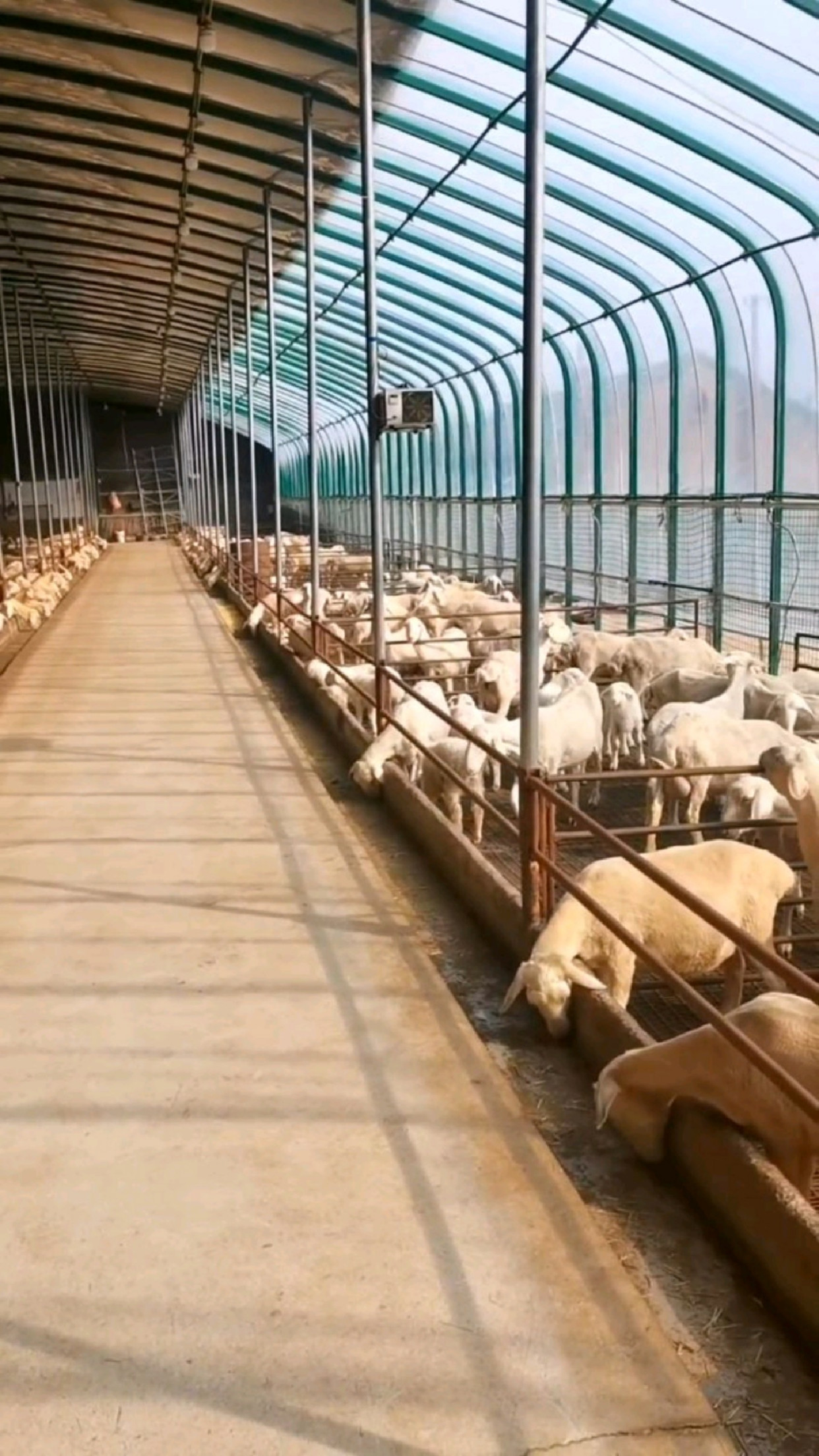 贵州养羊大棚建设图片图片