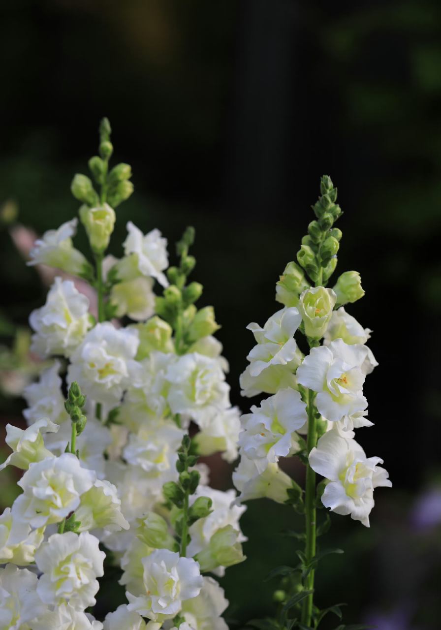 重瓣金鱼草单独来一发.