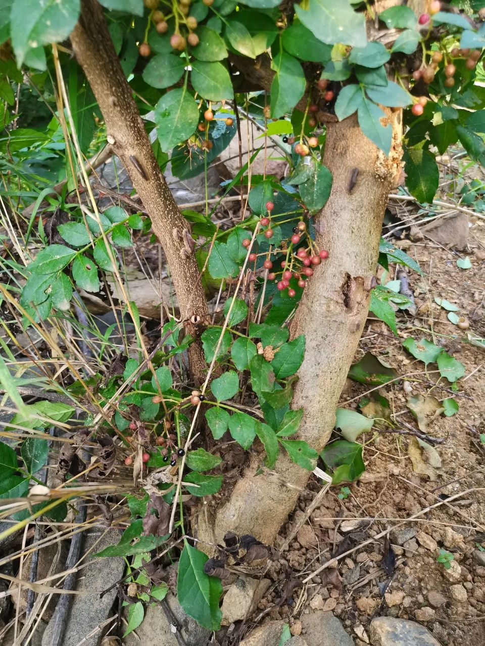 花椒树长什么样子图片图片