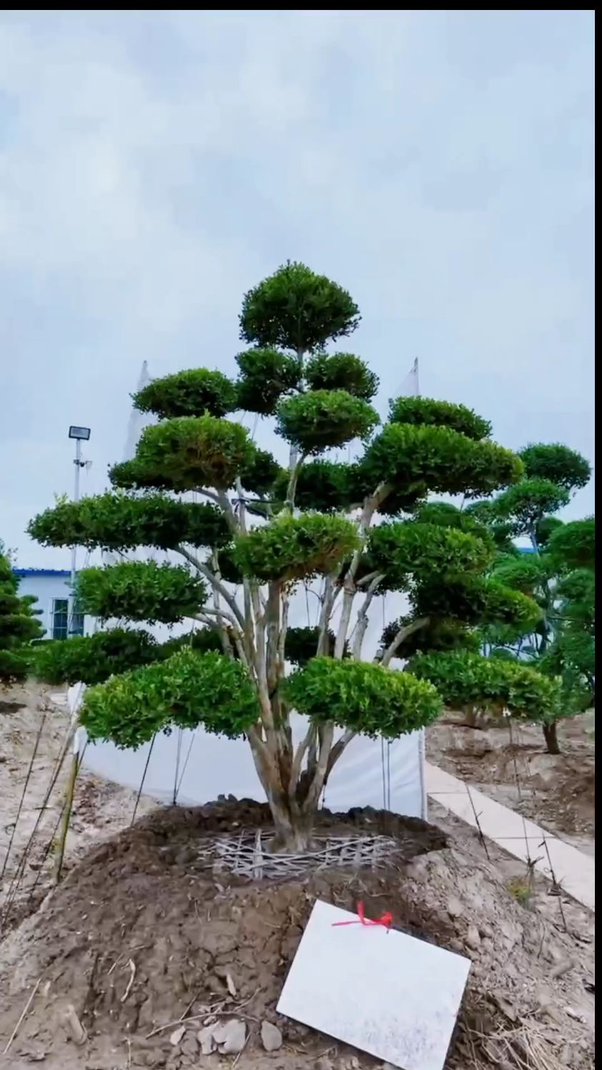 精品瓜子黄杨造型树家有黄杨世代栋梁四季常青不落叶耐寒耐旱南北方都