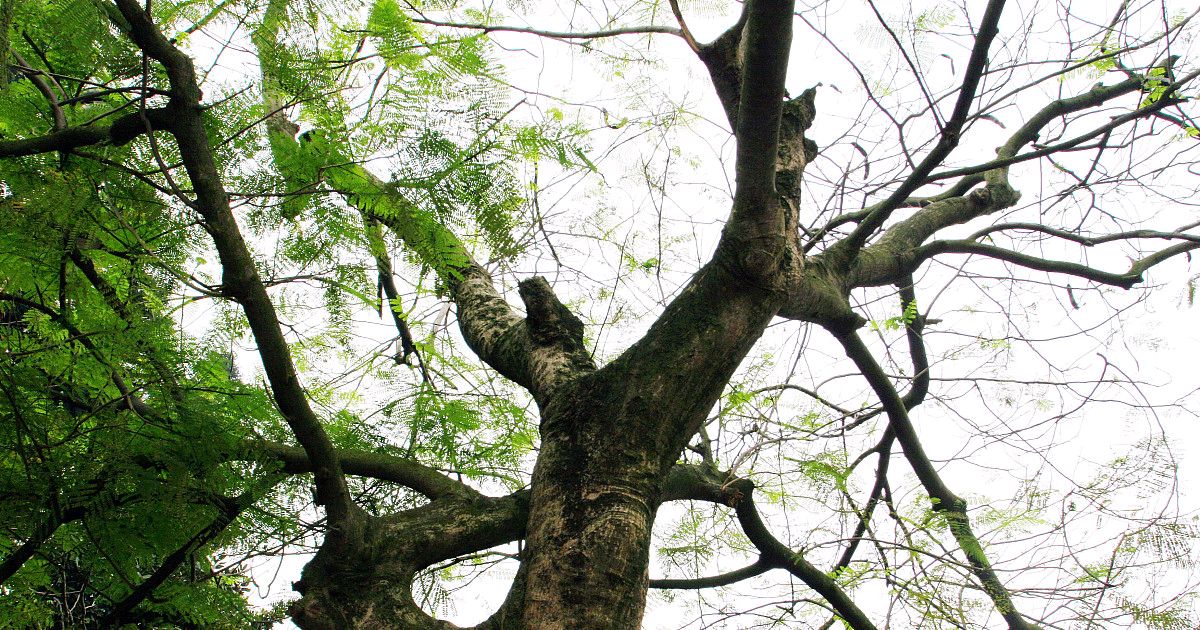 总论夏木之喜忌要点