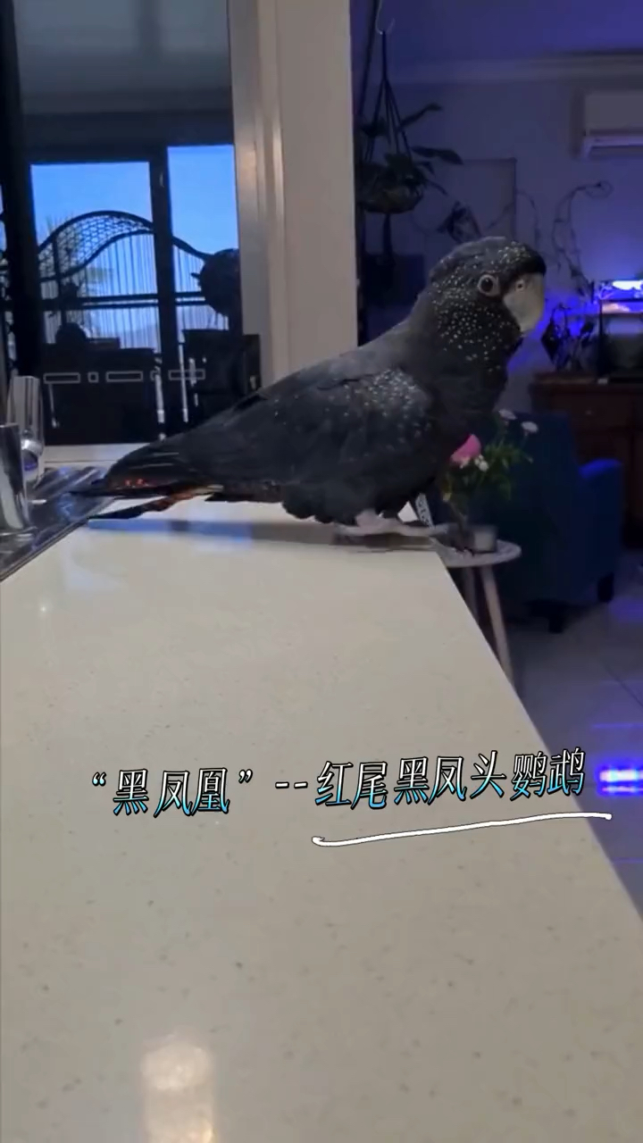 有着澳洲"黑凤凰"之称的红尾黑凤头鹦鹉
