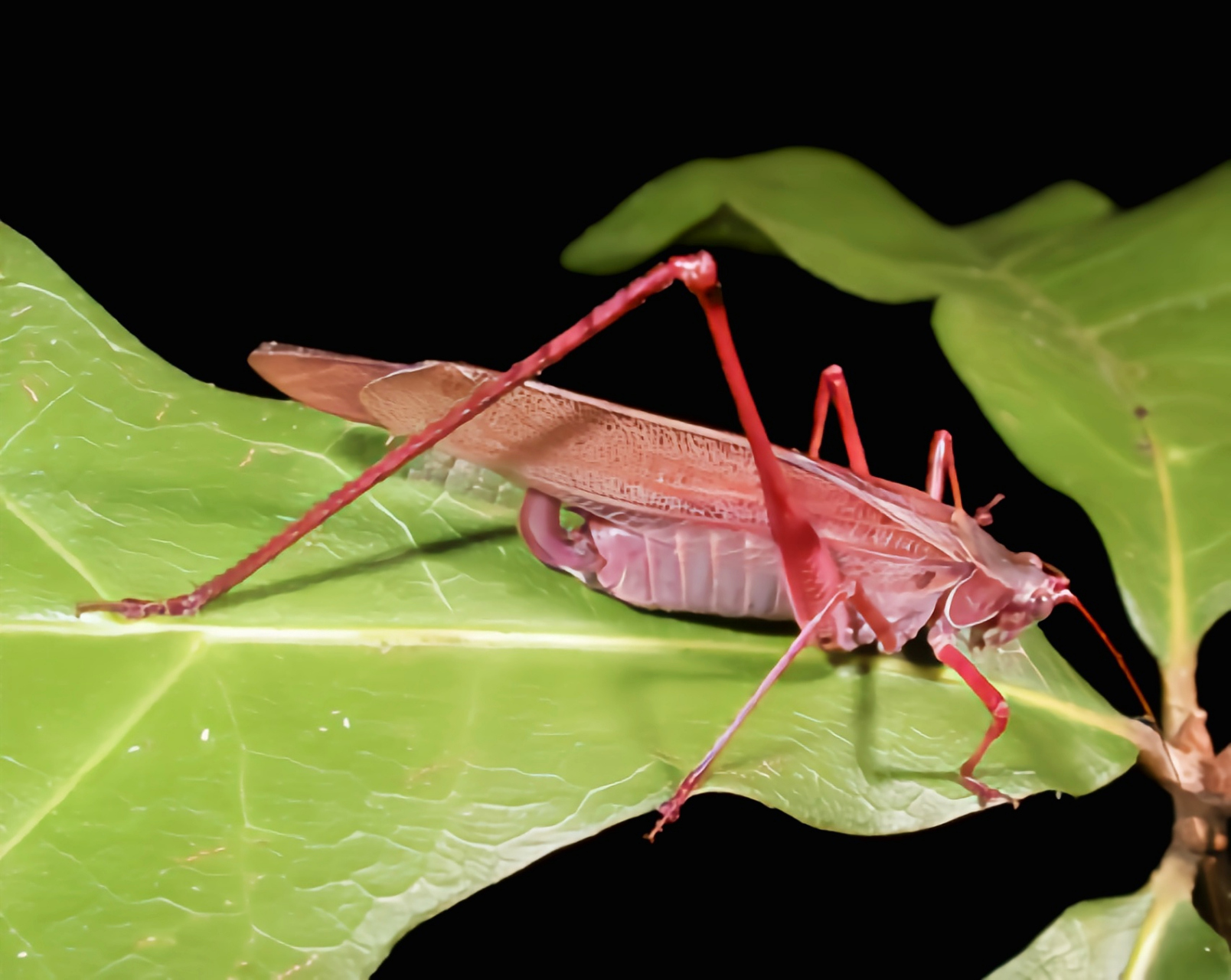 每天认识一种昆虫——叉尾灌丛树上螽 叉尾灌丛树螽原产于北美洲美国