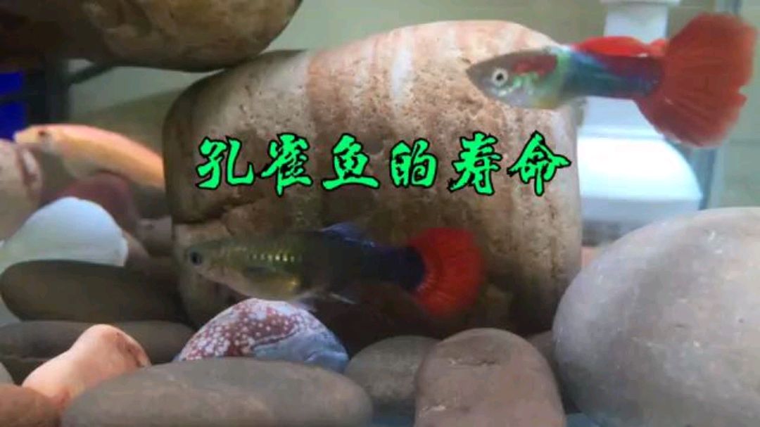 你会计算孔雀鱼能活多久吗?余月分享网友的计算公式,你相信吗?