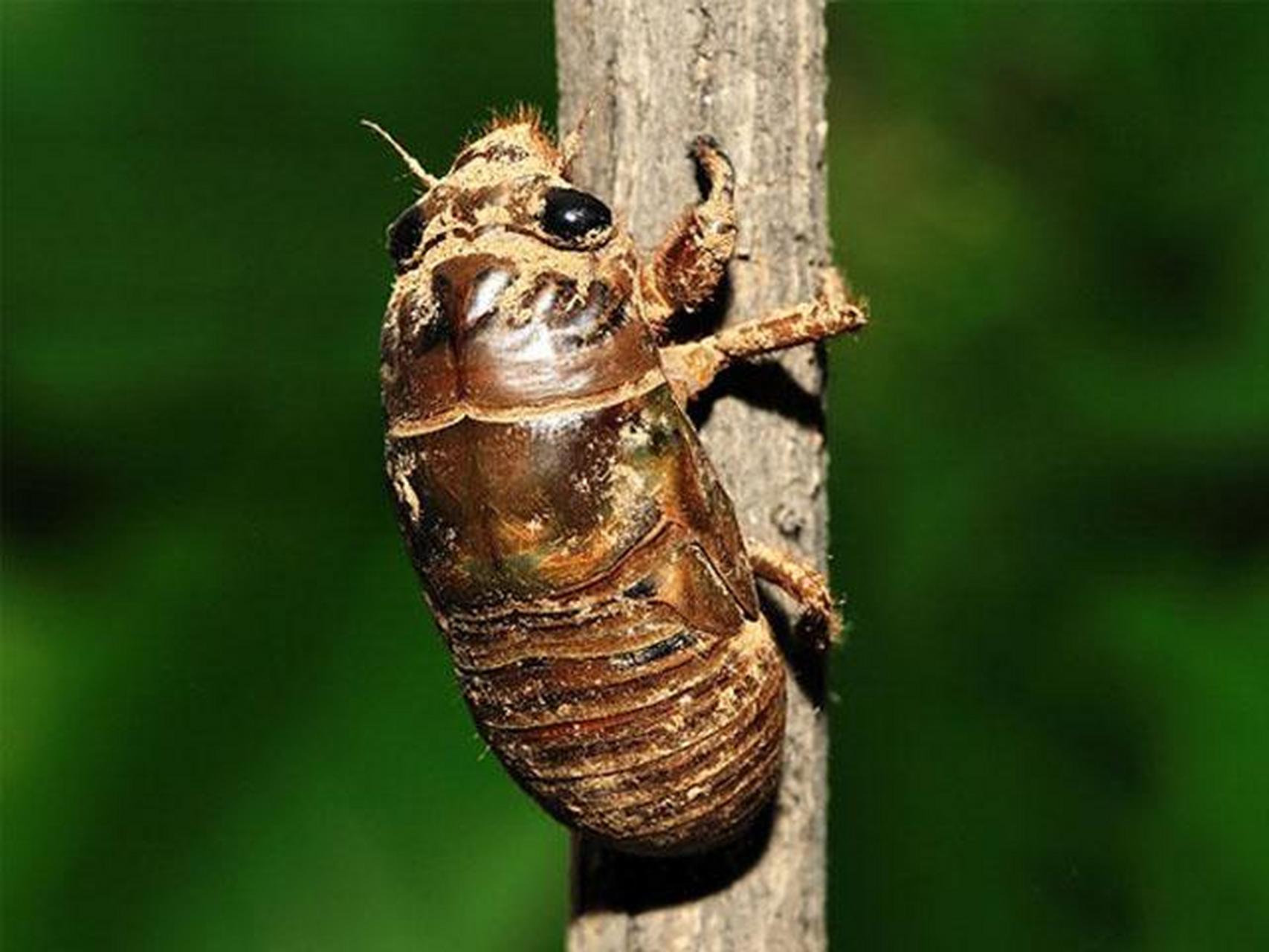 爬叉猴,就是蝉的幼虫,小时候老家都这样叫.