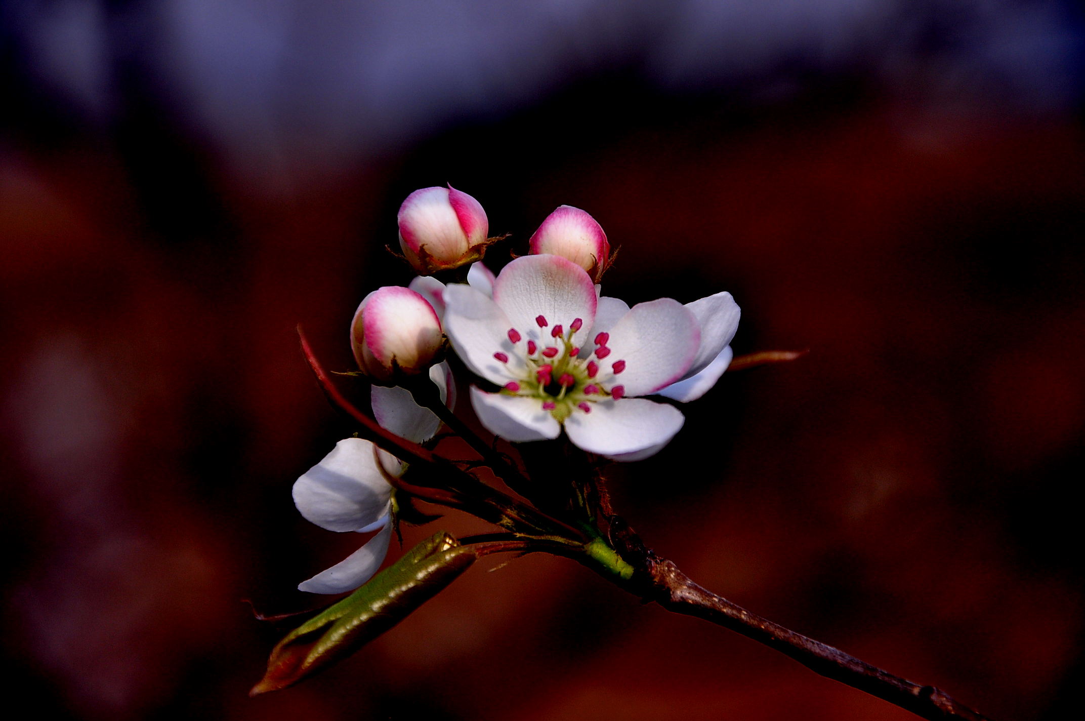 一枝梨花,一段别样的峥嵘岁月,感受陆游笔下的梨花情缘