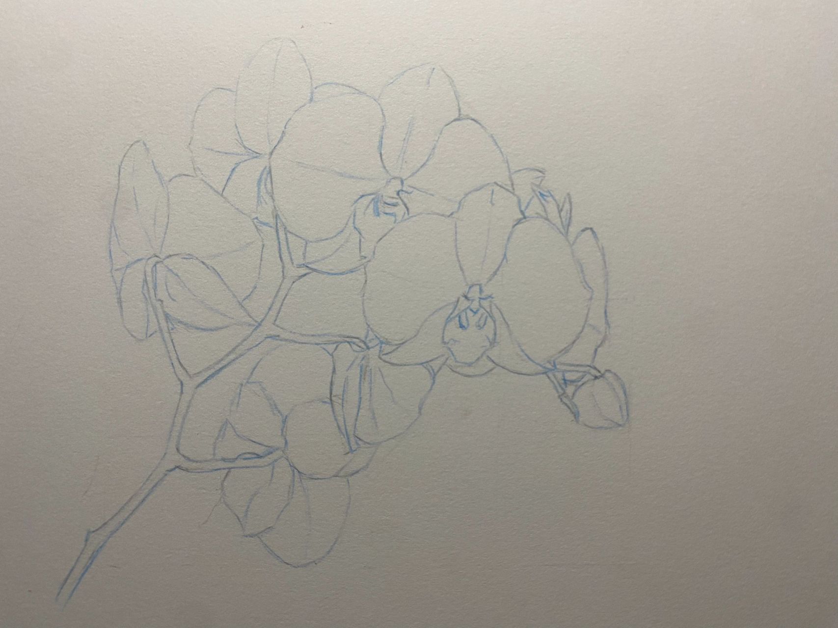 彩铅(兰花)详细步骤教程分享给你,一起动手来画一张吧!