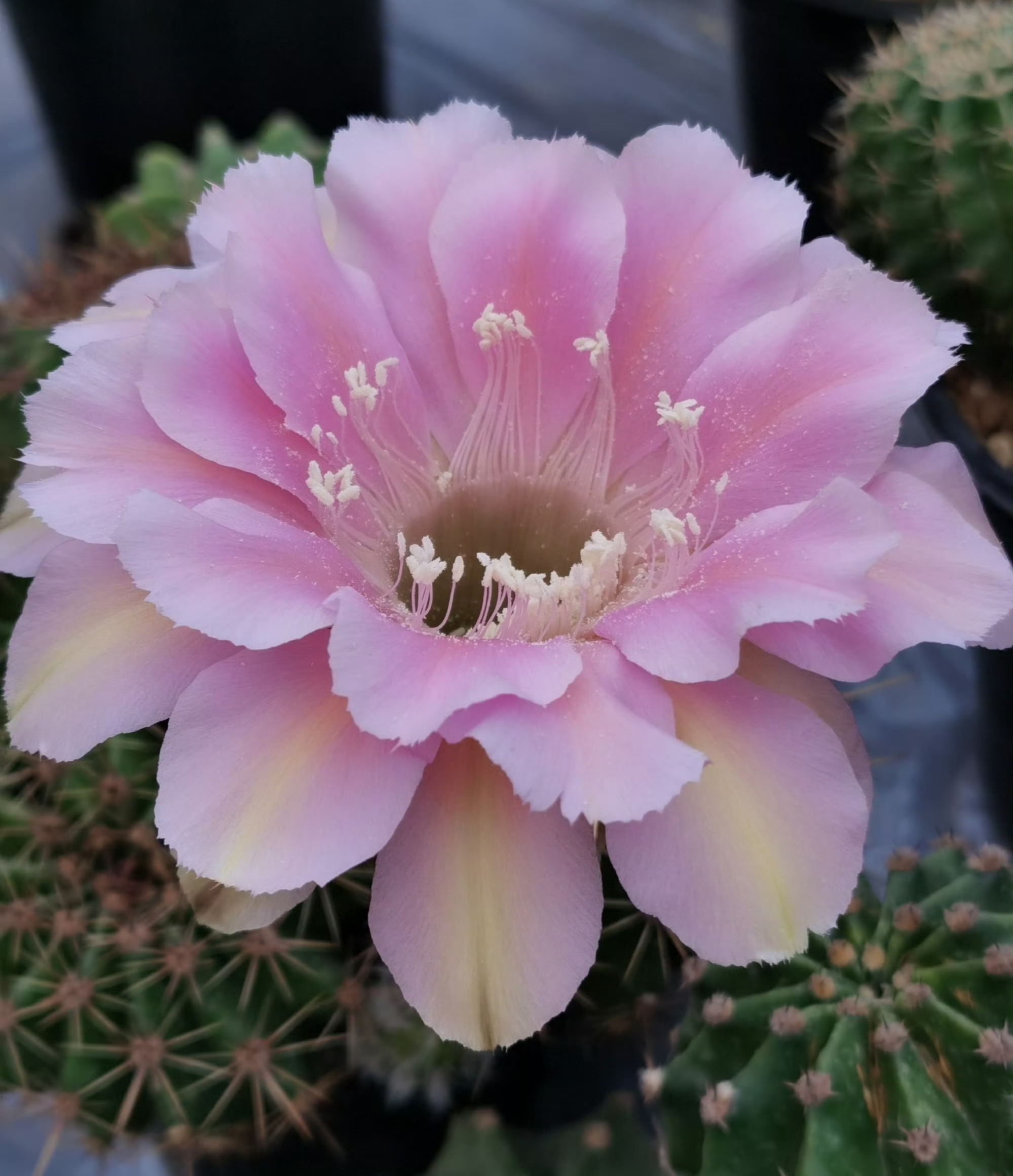 仙人球彩草球花.#真知计划