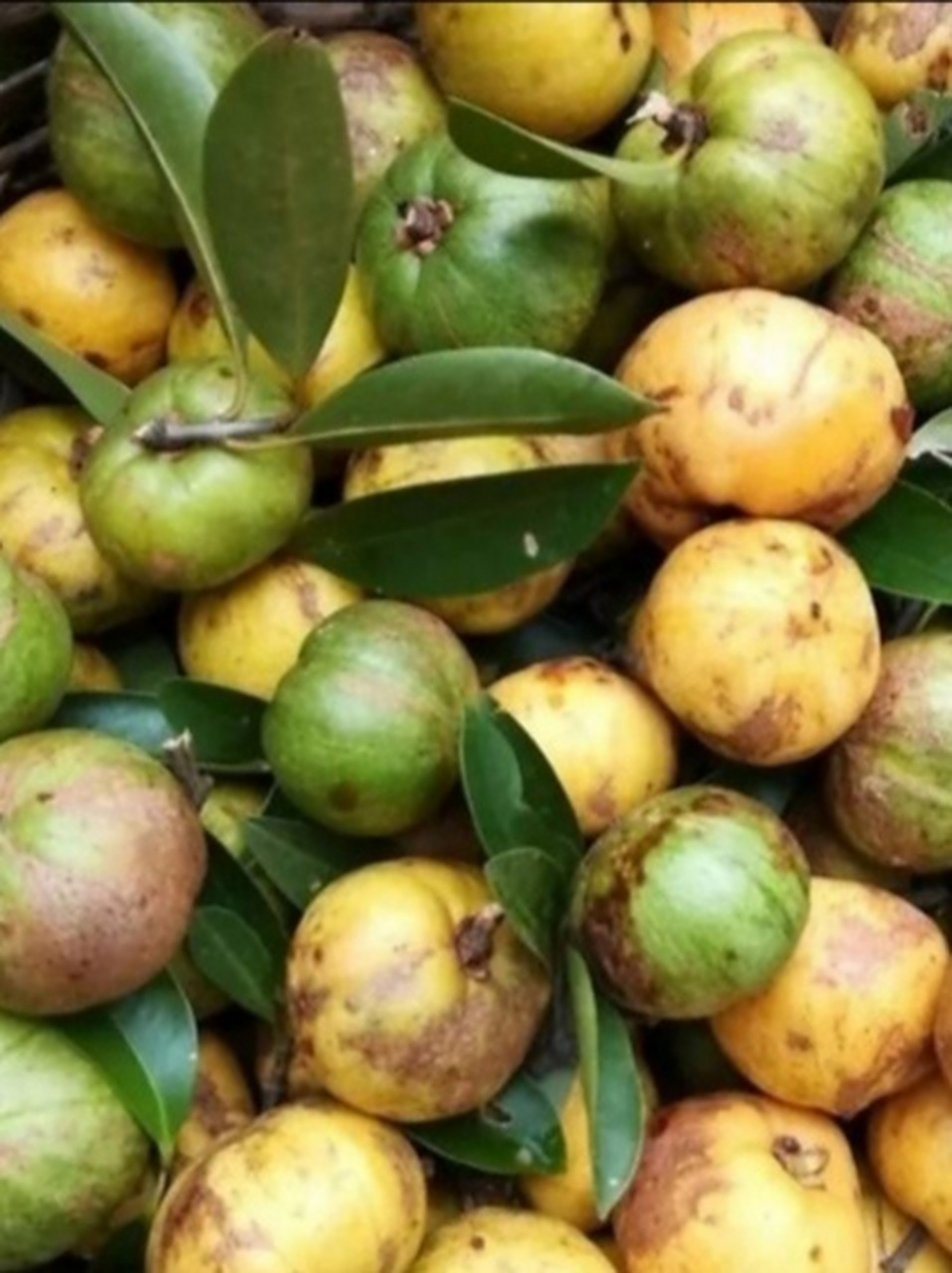 岭南山竹子, 为藤黄科常绿乔木,分布于广东,广西,海南等地.