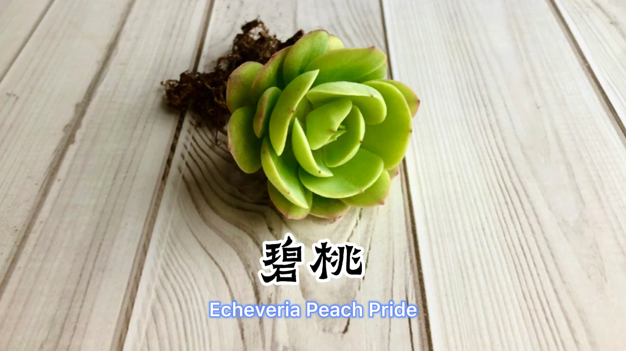 碧桃,如何养出果冻的黄绿色?多肉植物介绍