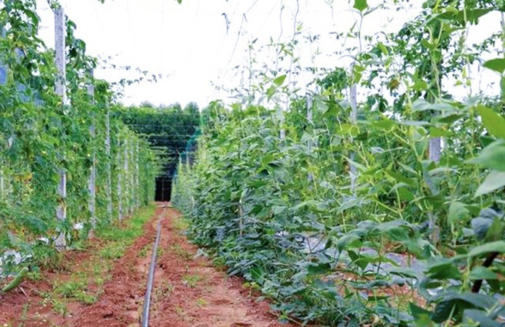 豆角地里套种蔬菜,如何套种?掌握这些要点实现多元化种植