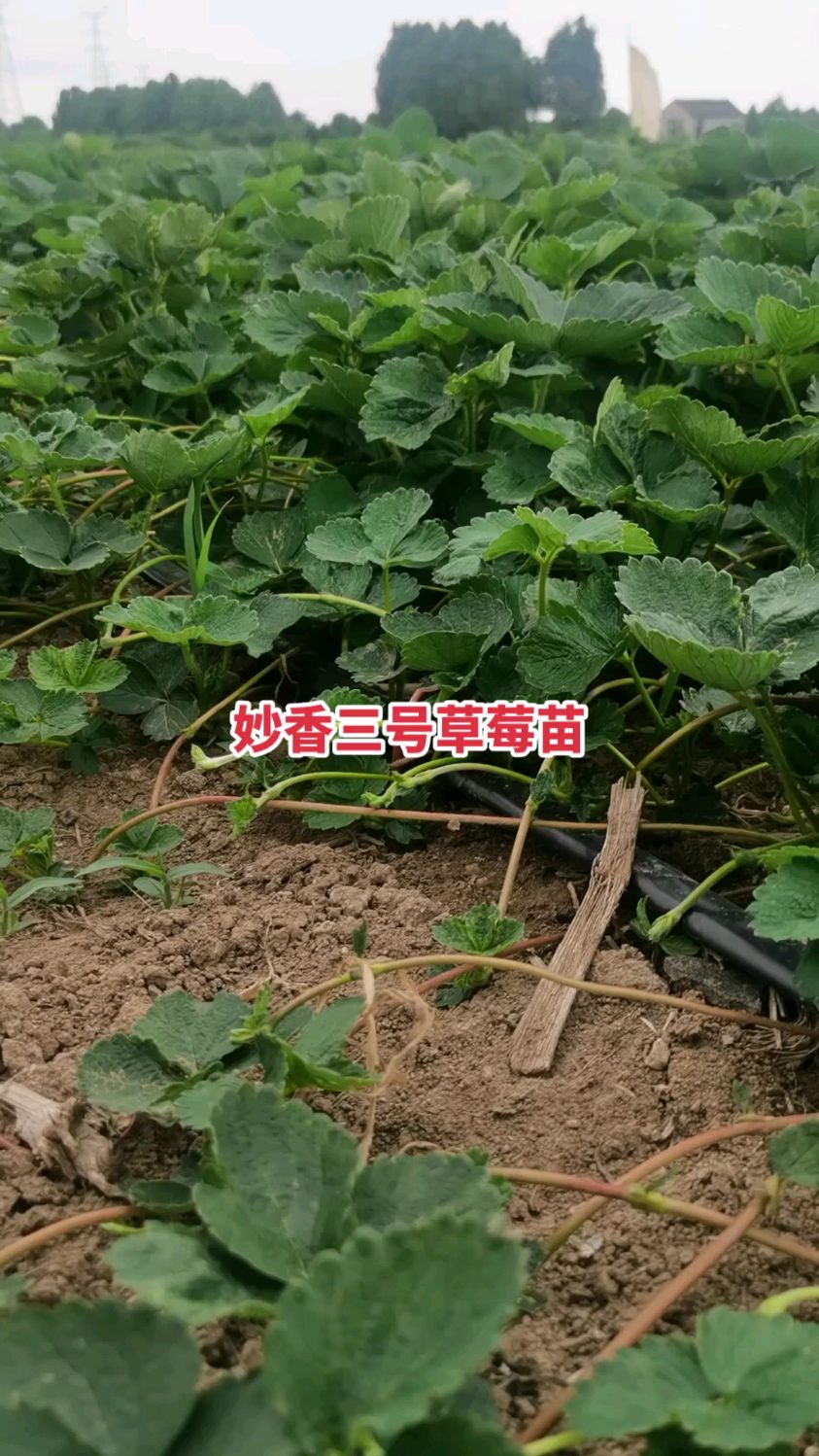 妙香3号草莓苗图片