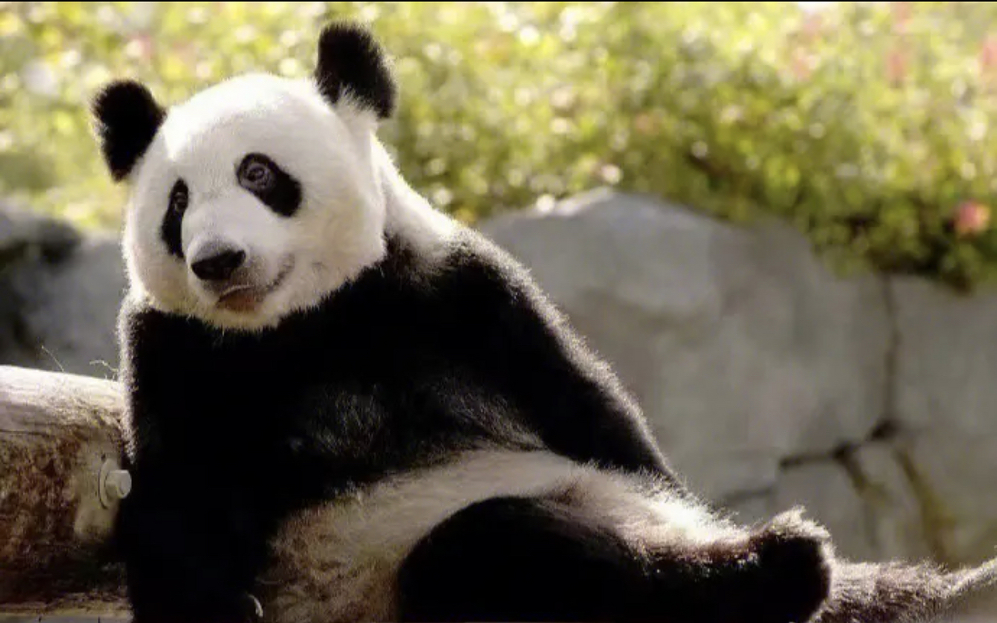 旅美大熊猫丫丫马上就要回国啦啦啦!         合同到期日是4月7日!