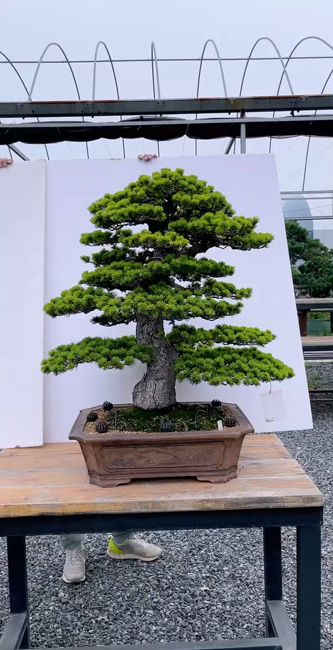 进口松大树型盆景