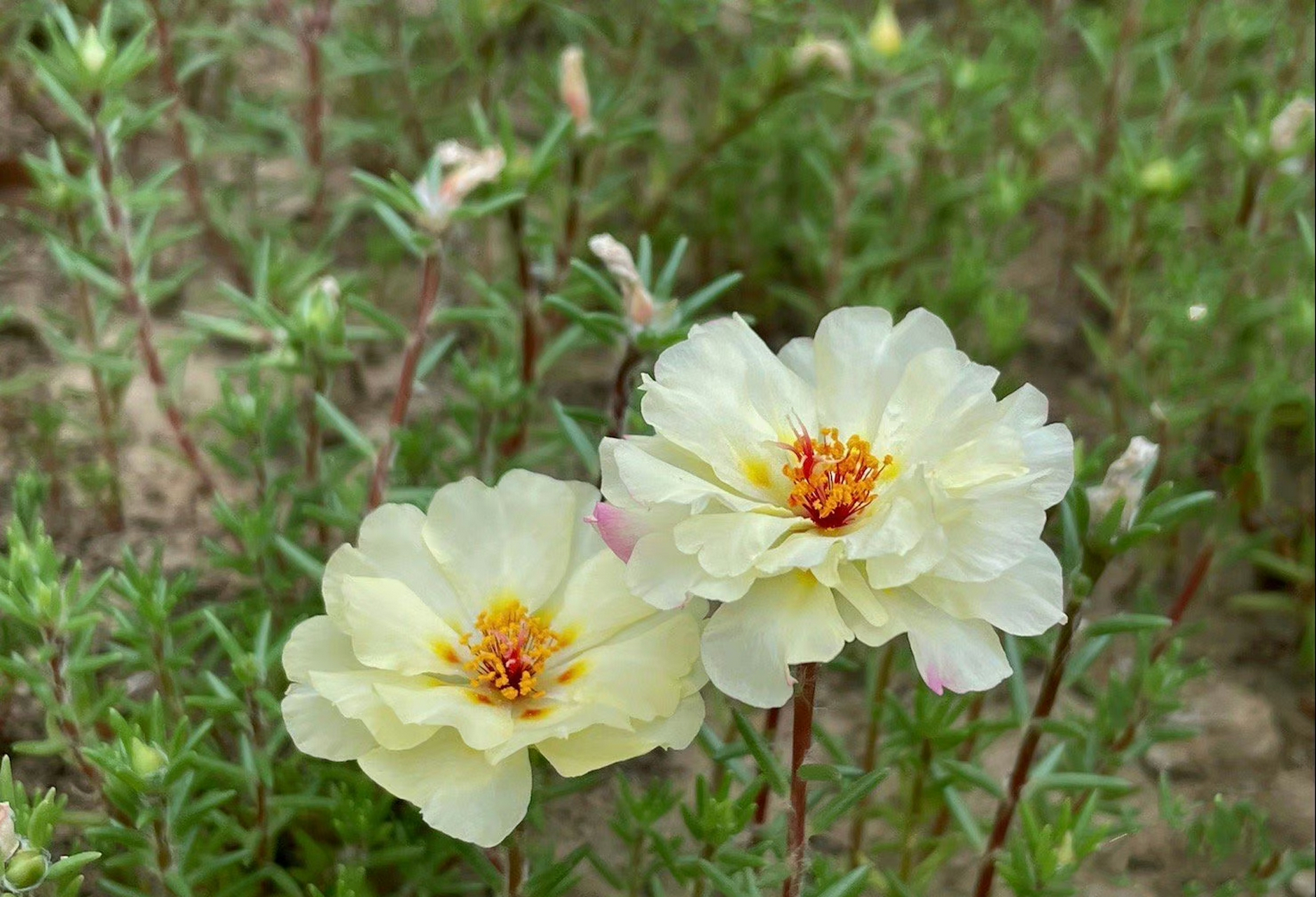 它的花语是:阳光.