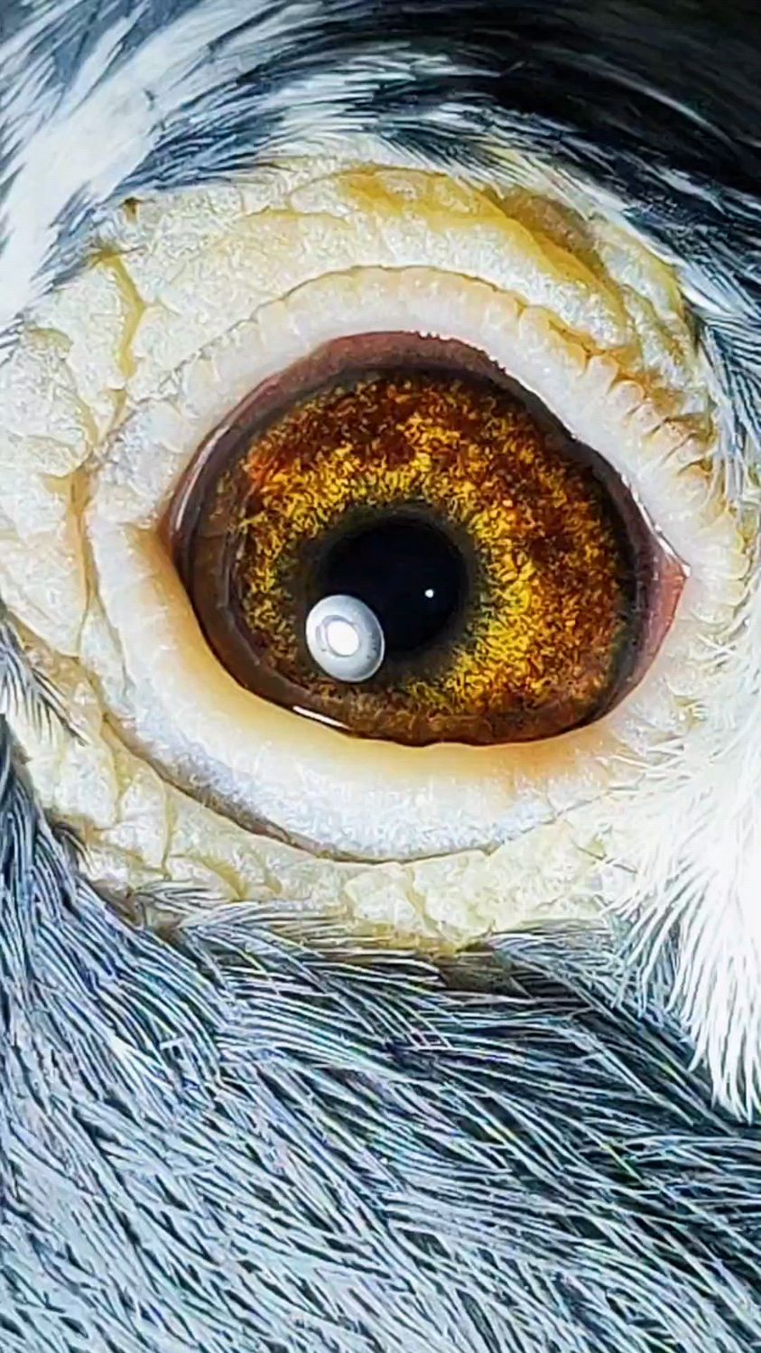 吴淞花头翻嗉跃龙!我喜欢的特点它都有!