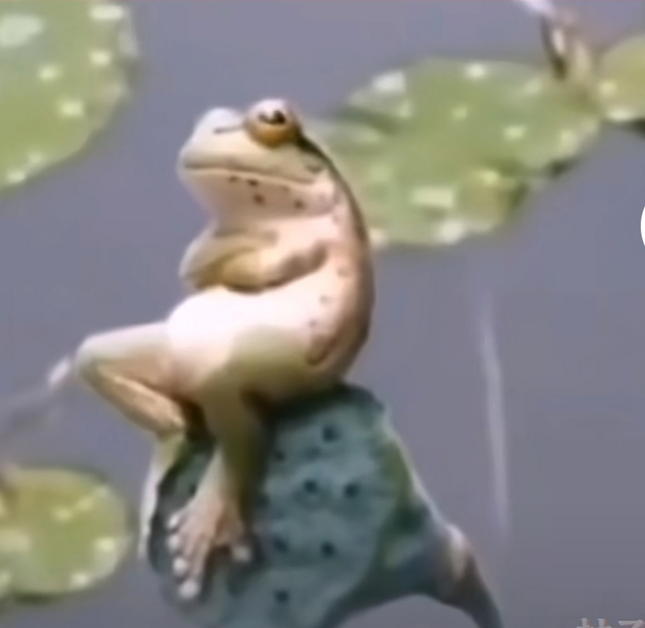 做蛙不能太嚣张#  [笑哭][笑哭][笑哭]