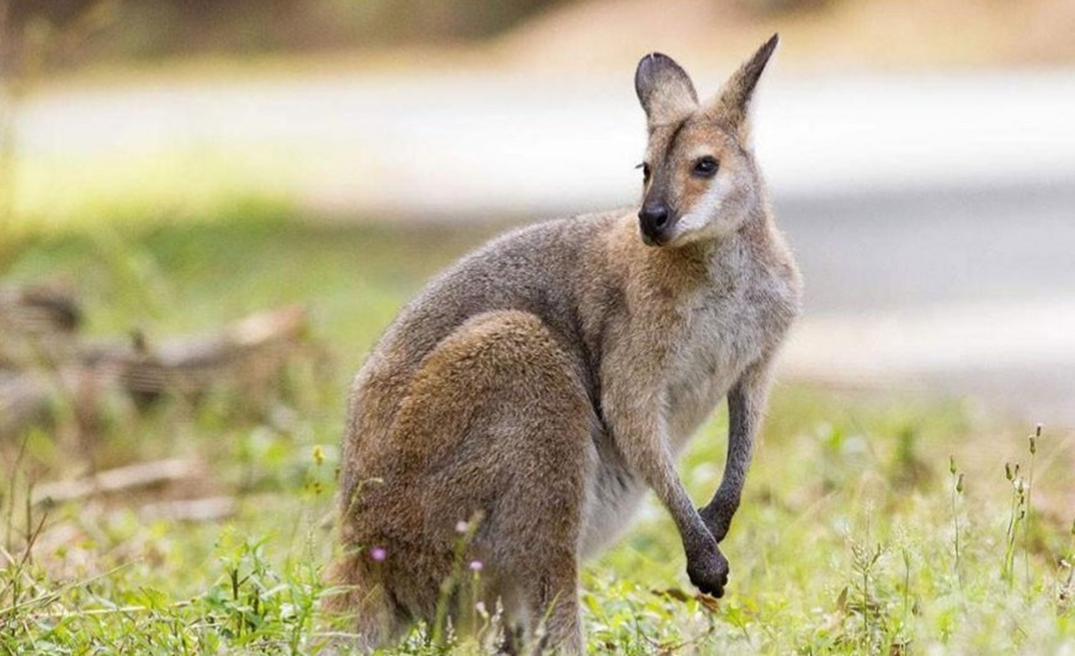 澳大利亚男子救狗被袋鼠暴揍!