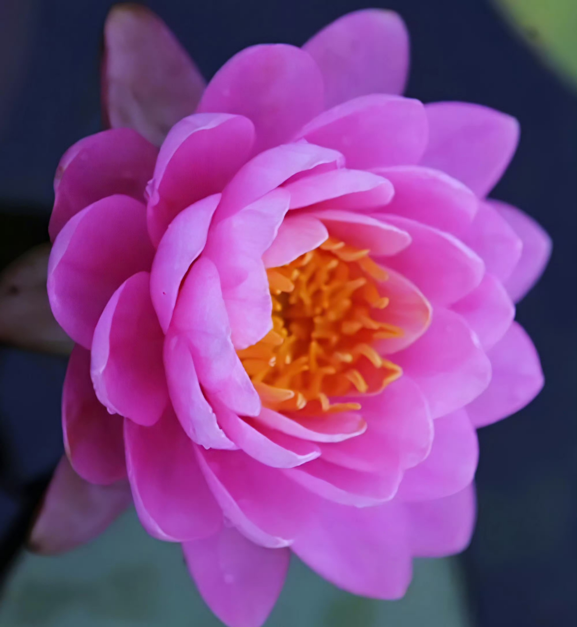 睡莲"粉牡丹"娇艳妩媚03粉嫩嫩!嬌柔雅致!好美喔!