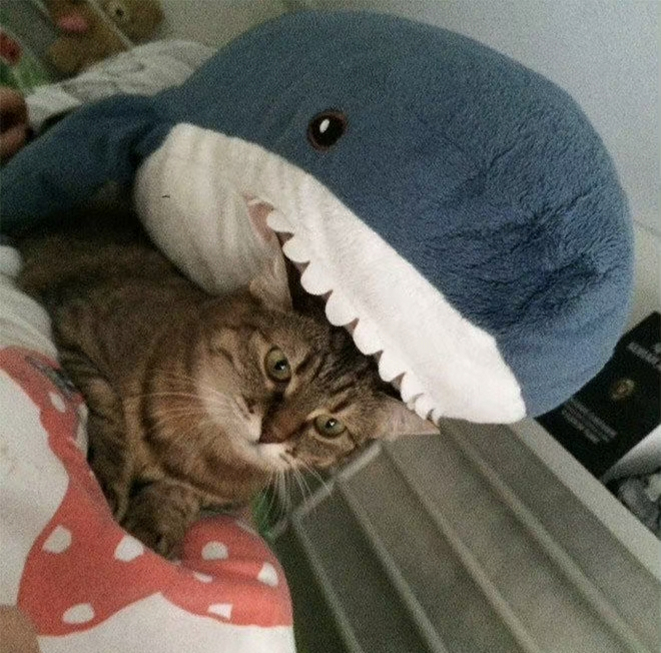 猫猫被鲨鱼吃掉了!