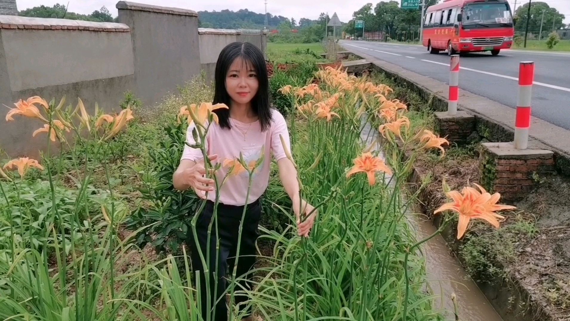 黄花菜开花的好还是不开花的好?香香跑到路边,要把它们全摘回家