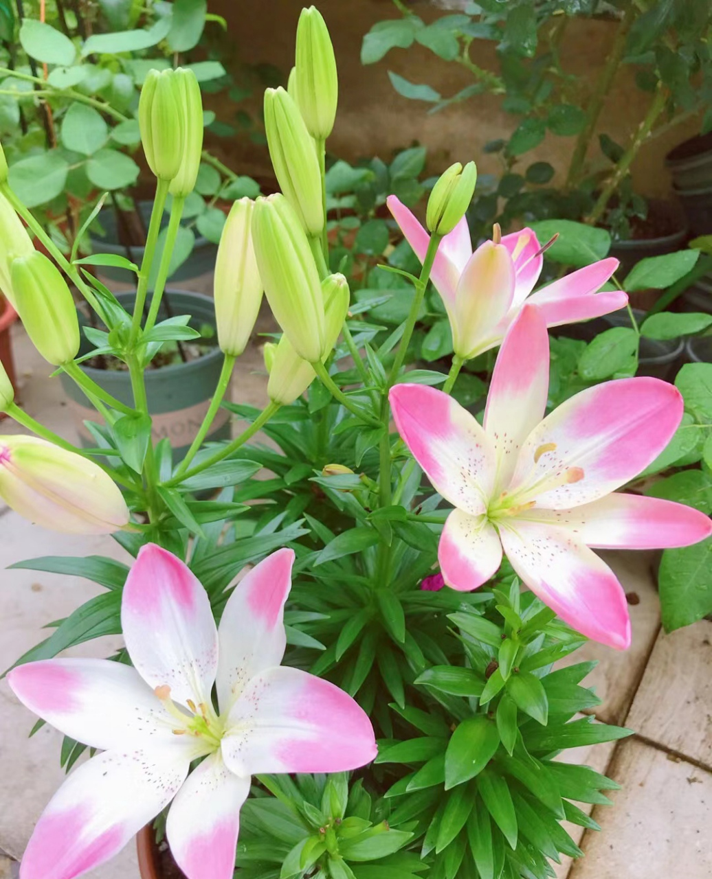 眼线百合花  好漂亮