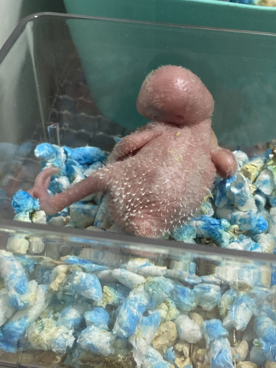 小老五这婀娜的姿势 #领潮新势力# 小老五是最晚拿出来手养的小鸟