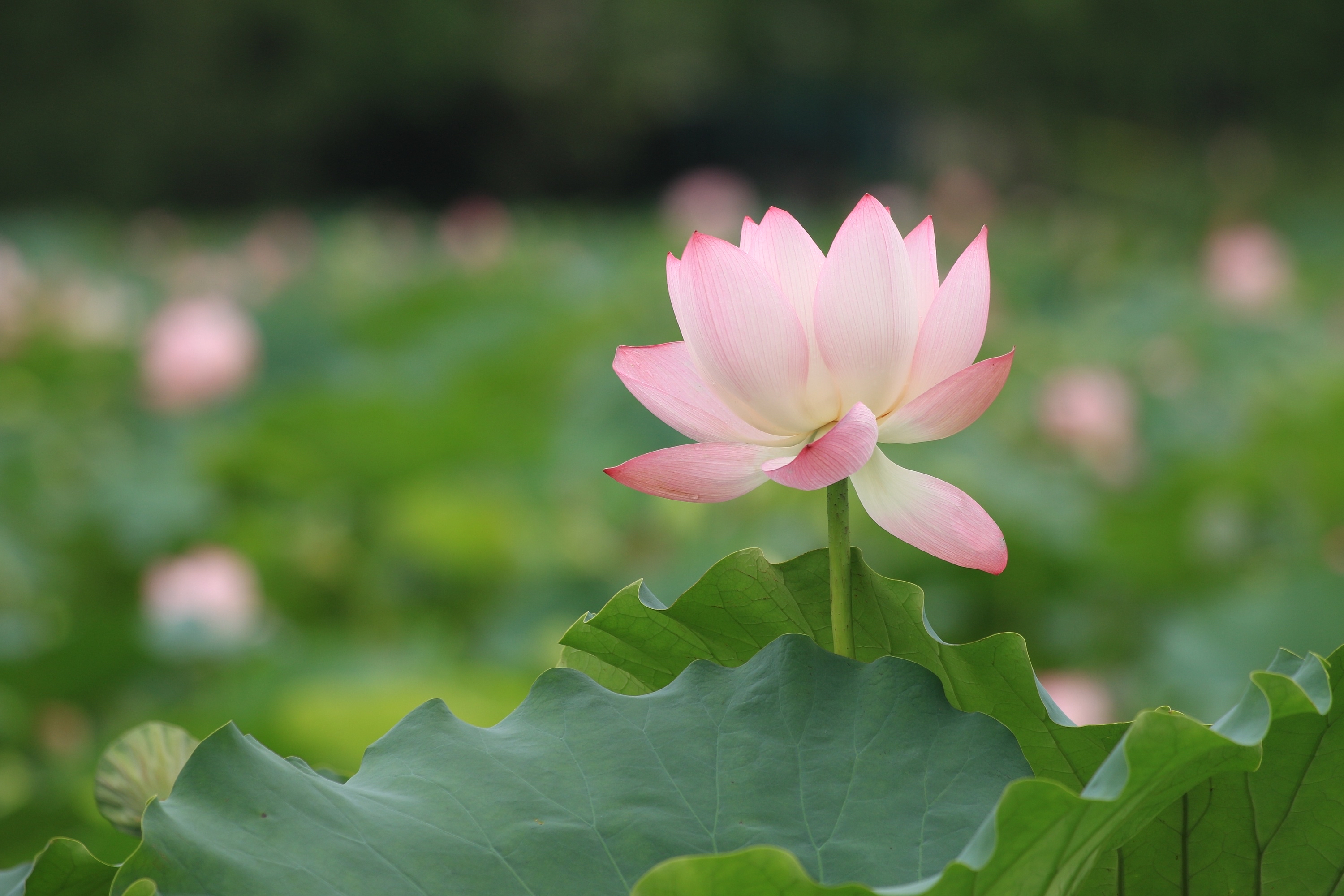 莲花壁纸全屏图片