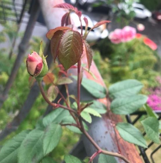 花后修剪完,到底是施高磷钾肥还是高氮肥呢?