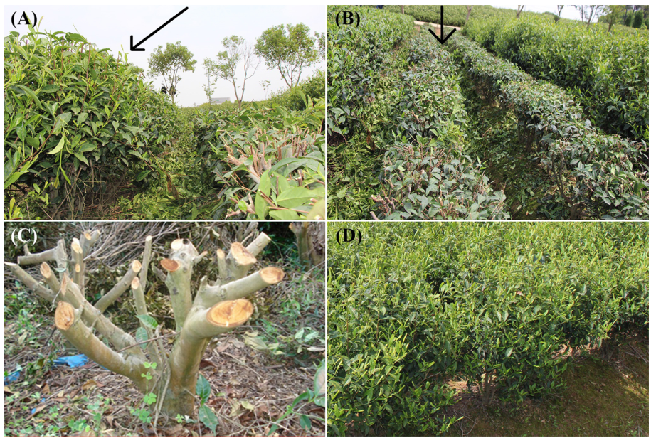 文献阅读:修剪后茶树侧根营养吸收的信号转导机制研究