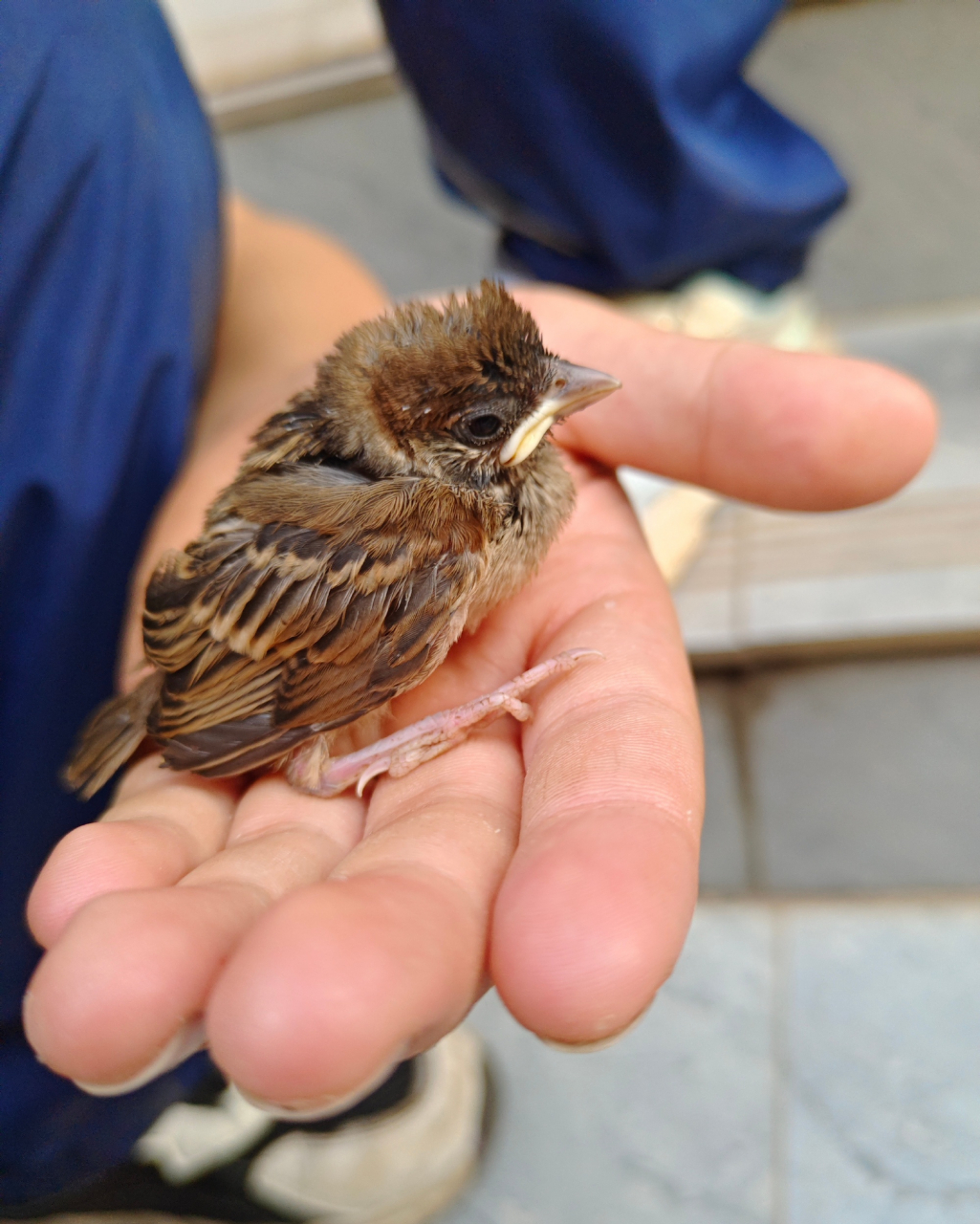 刚才看到仨小朋友在喂食一只小小麻雀,仨小朋友说是树下草丛里捡到的