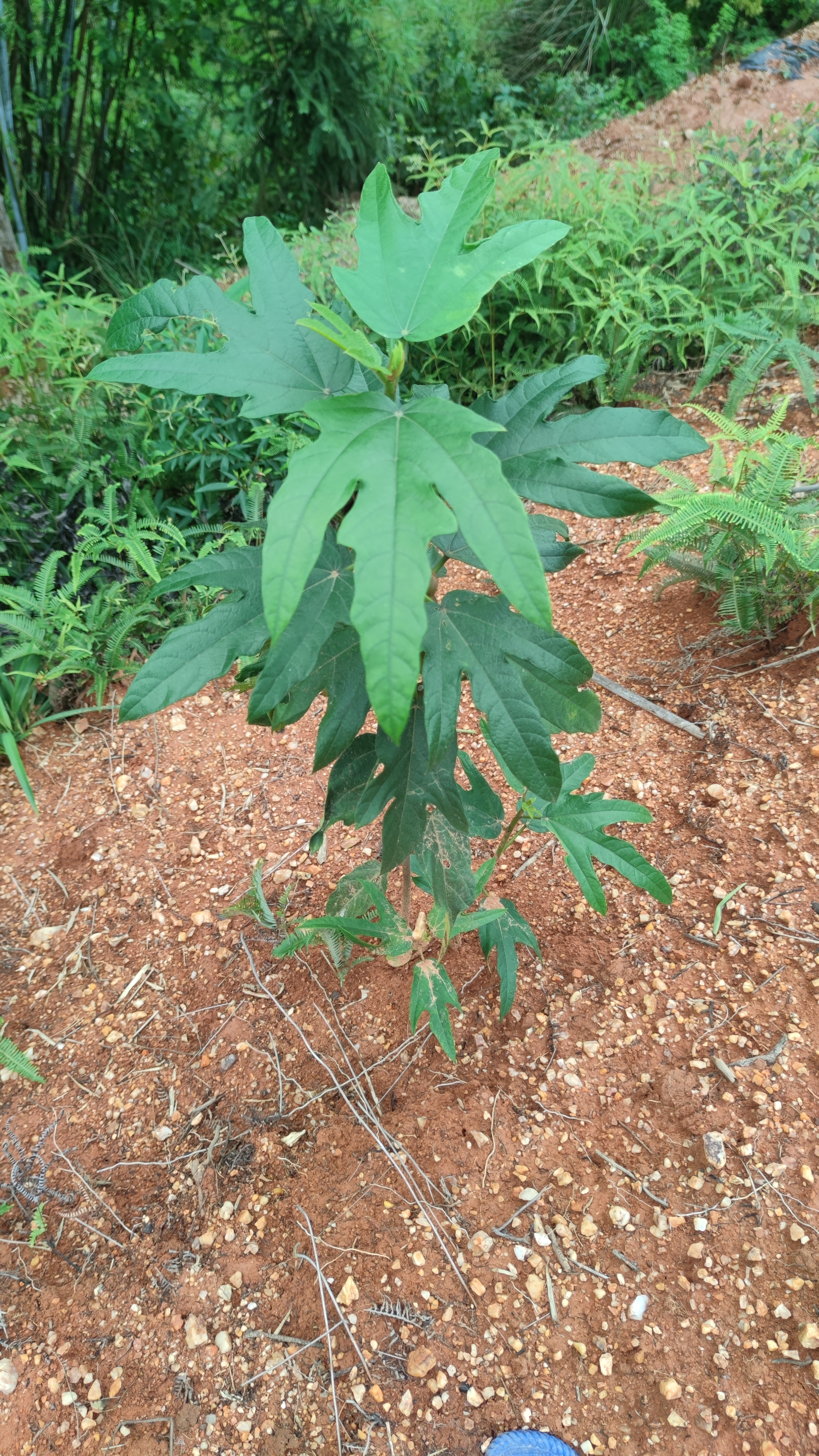 野生五指毛桃的价值