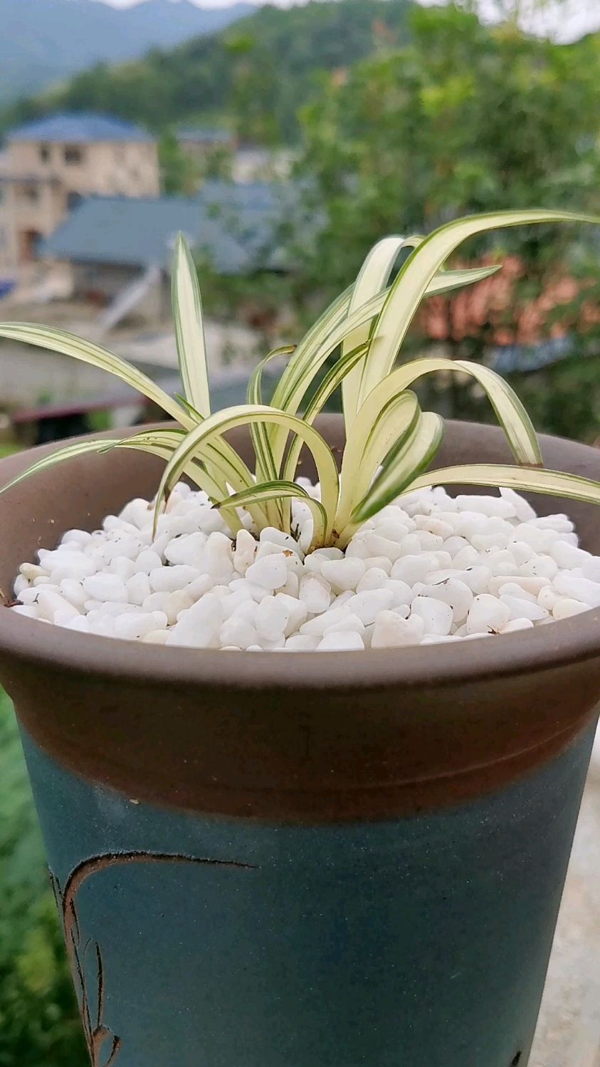 带你欣赏最漂亮的春兰迷你品种:富贵阳光-度小视