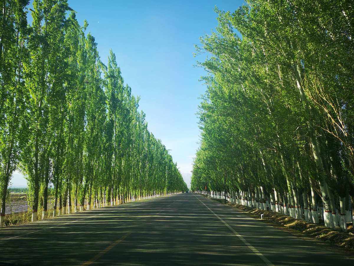 致敬白杨树13——献给最新成立的白杨市