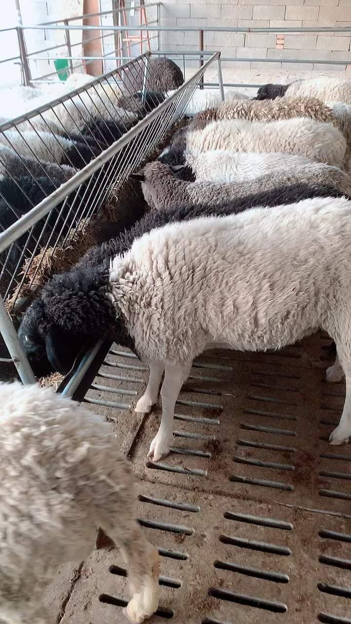 农家小院里养殖的黑头杜泊绵羊,纯天然养殖