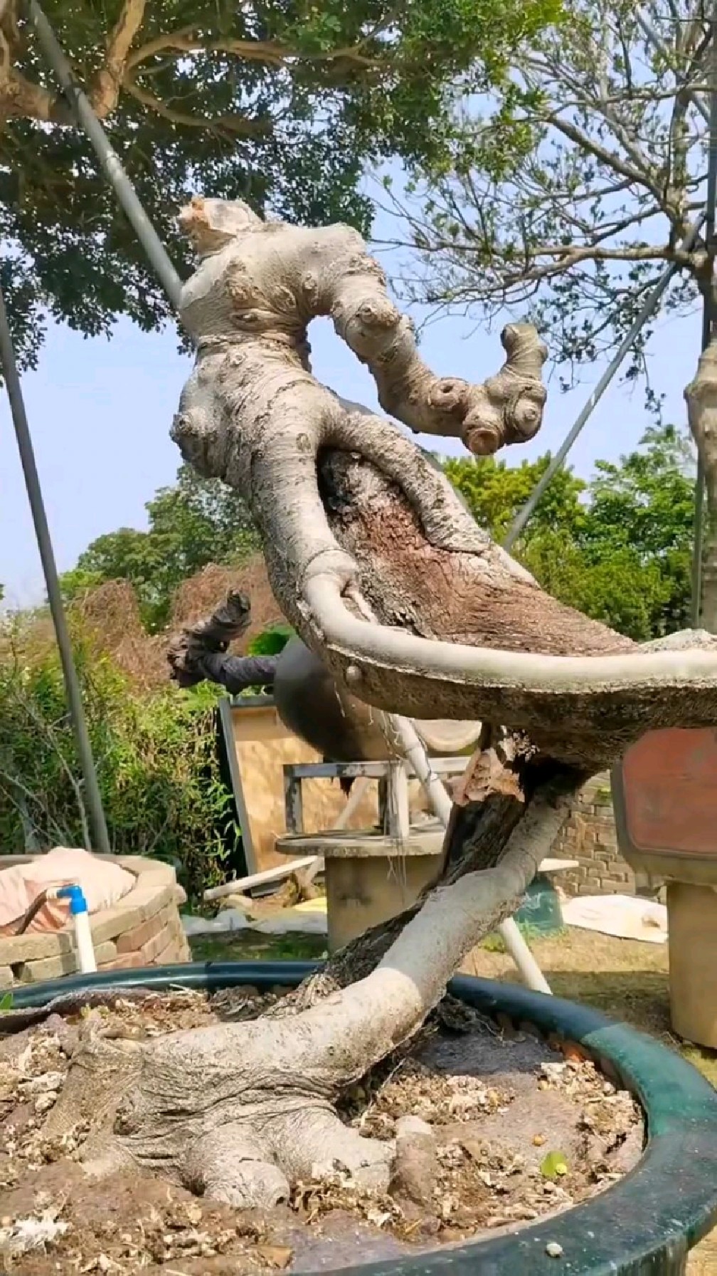 精品怪桩 朴树.