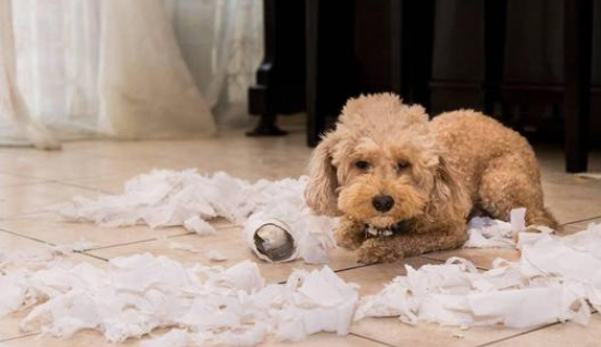 狗狗吃纸是怎么了