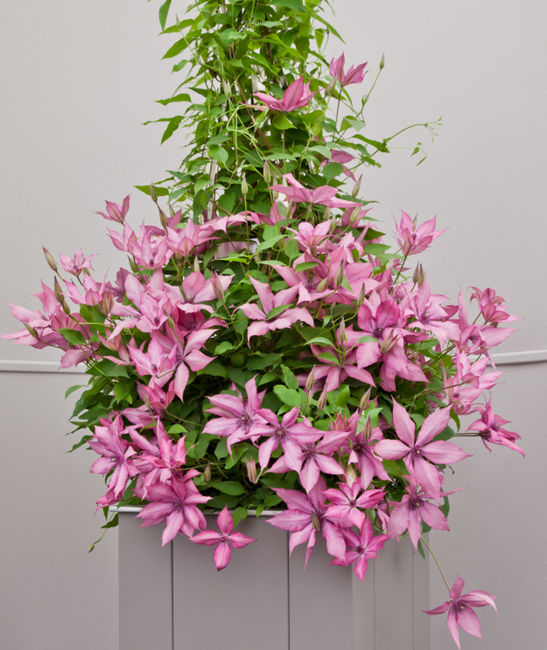 秋季开花的铁线莲—"吉赛尔",一年两季开花,见花不见叶.