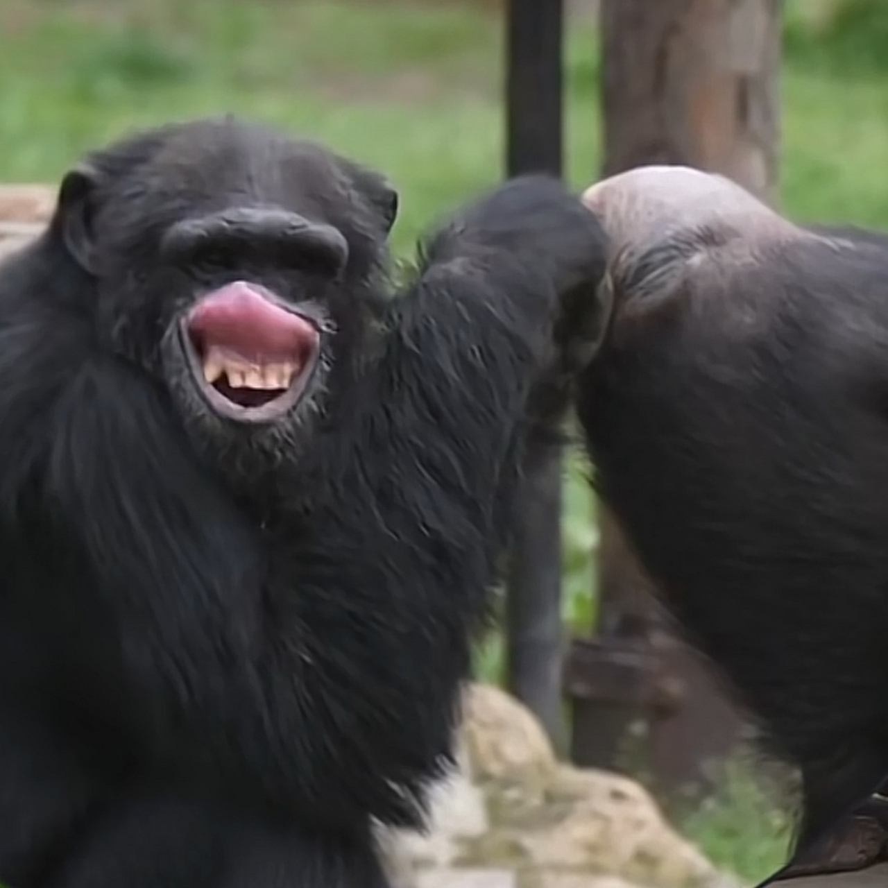 这猩猩多少有点不正经,笑得好谄媚.
