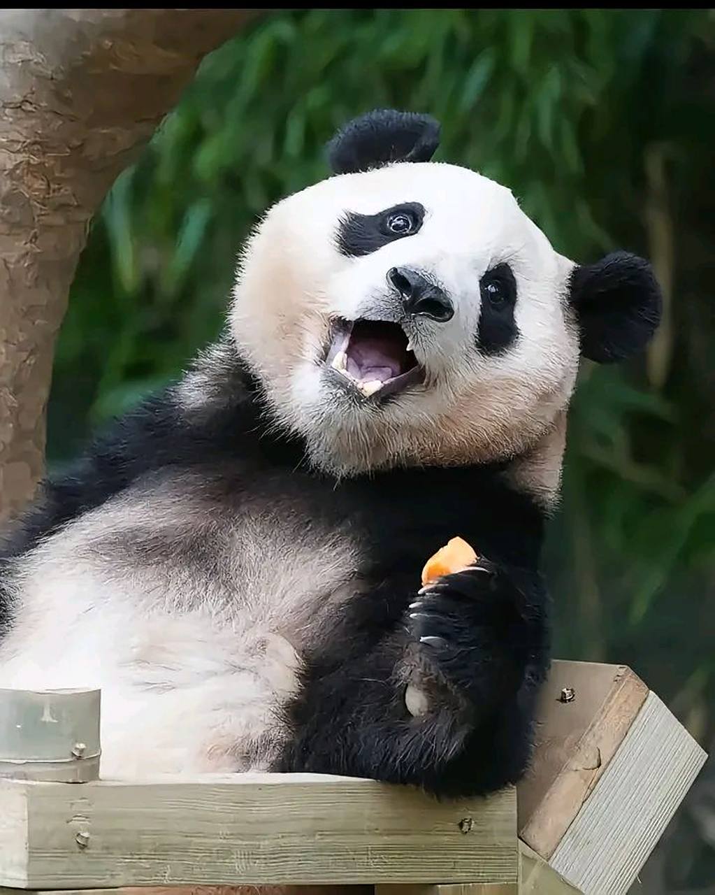 宋宝:好的,福宝,等你长大了我就娶你![嘻嘻][嘻嘻][嘻嘻]