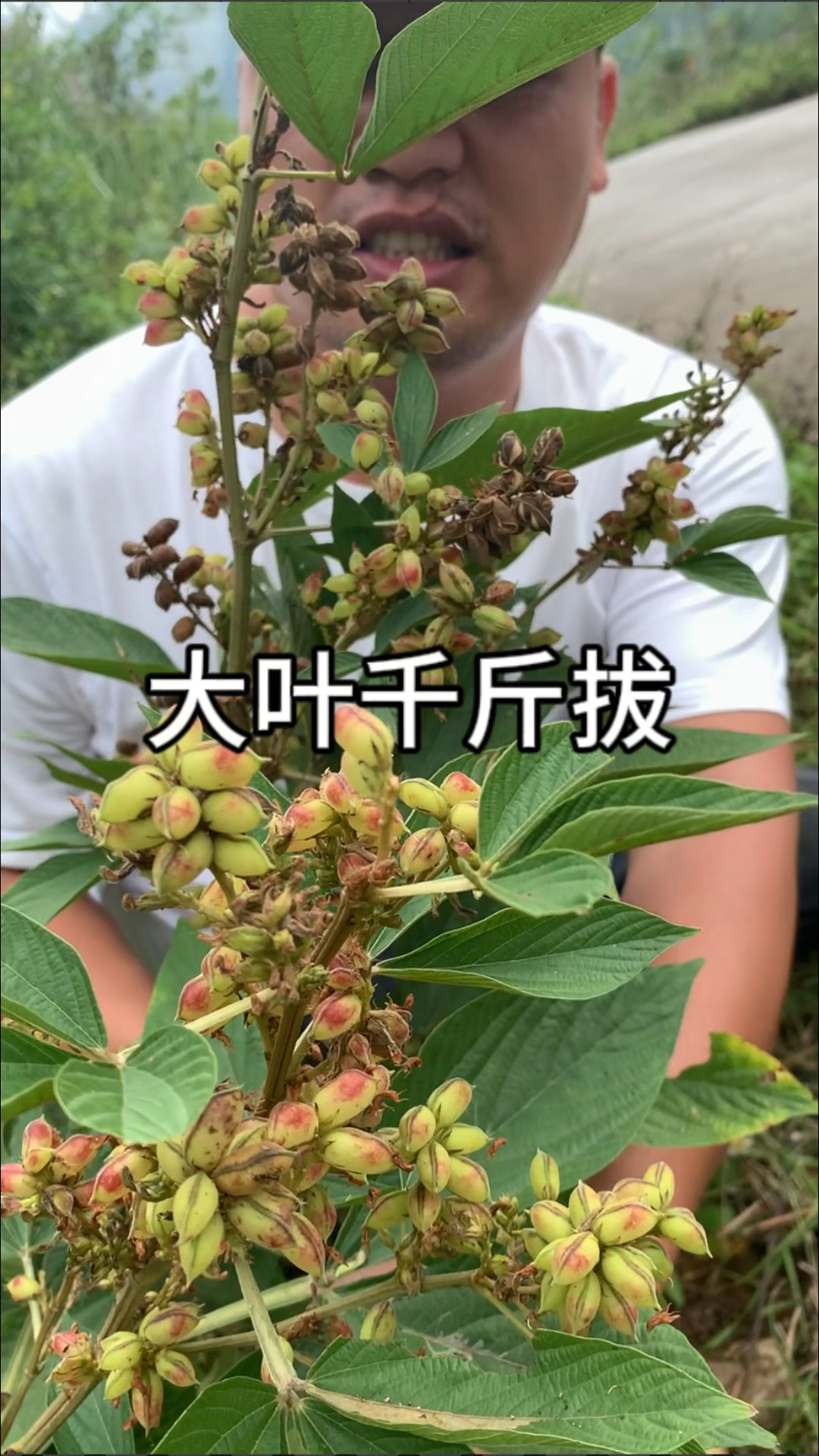 好多人只知道小叶千斤拔,却不知道有大叶千斤拔.-度小视