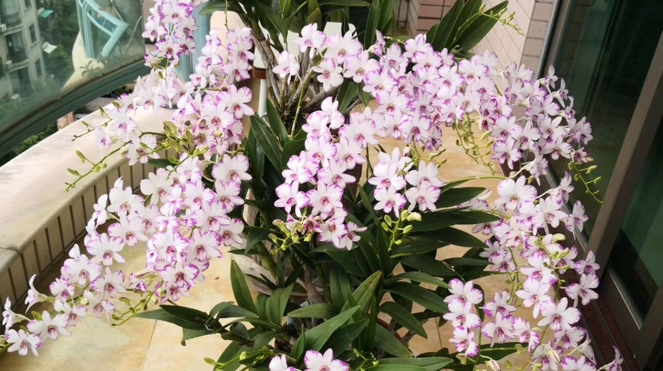 繁花似锦的泼墨石斛!