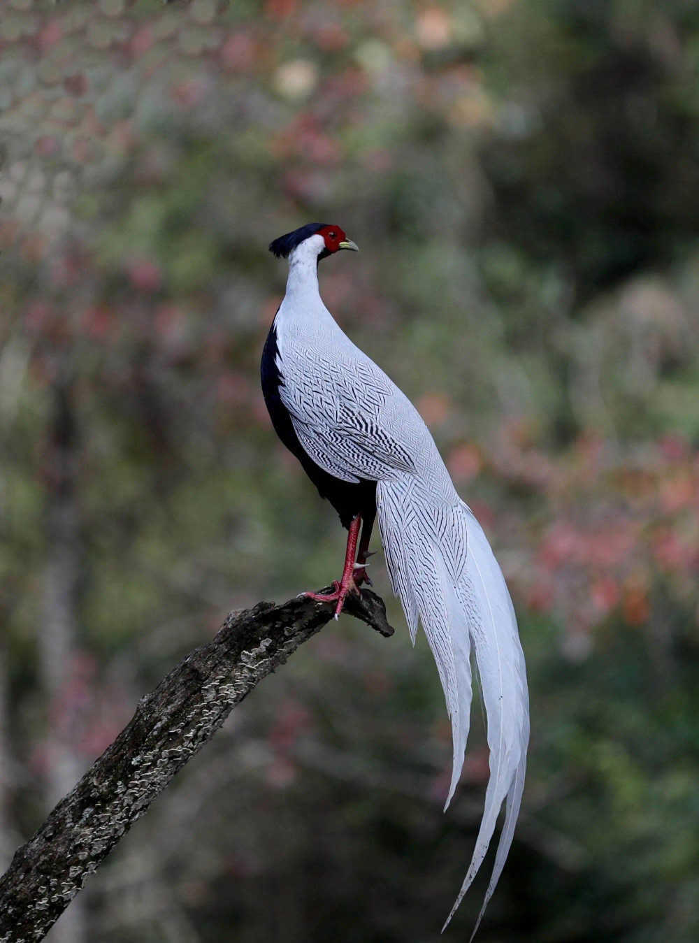 美丽的白娴鸟,惊若翩鸿,宛若仙鸟