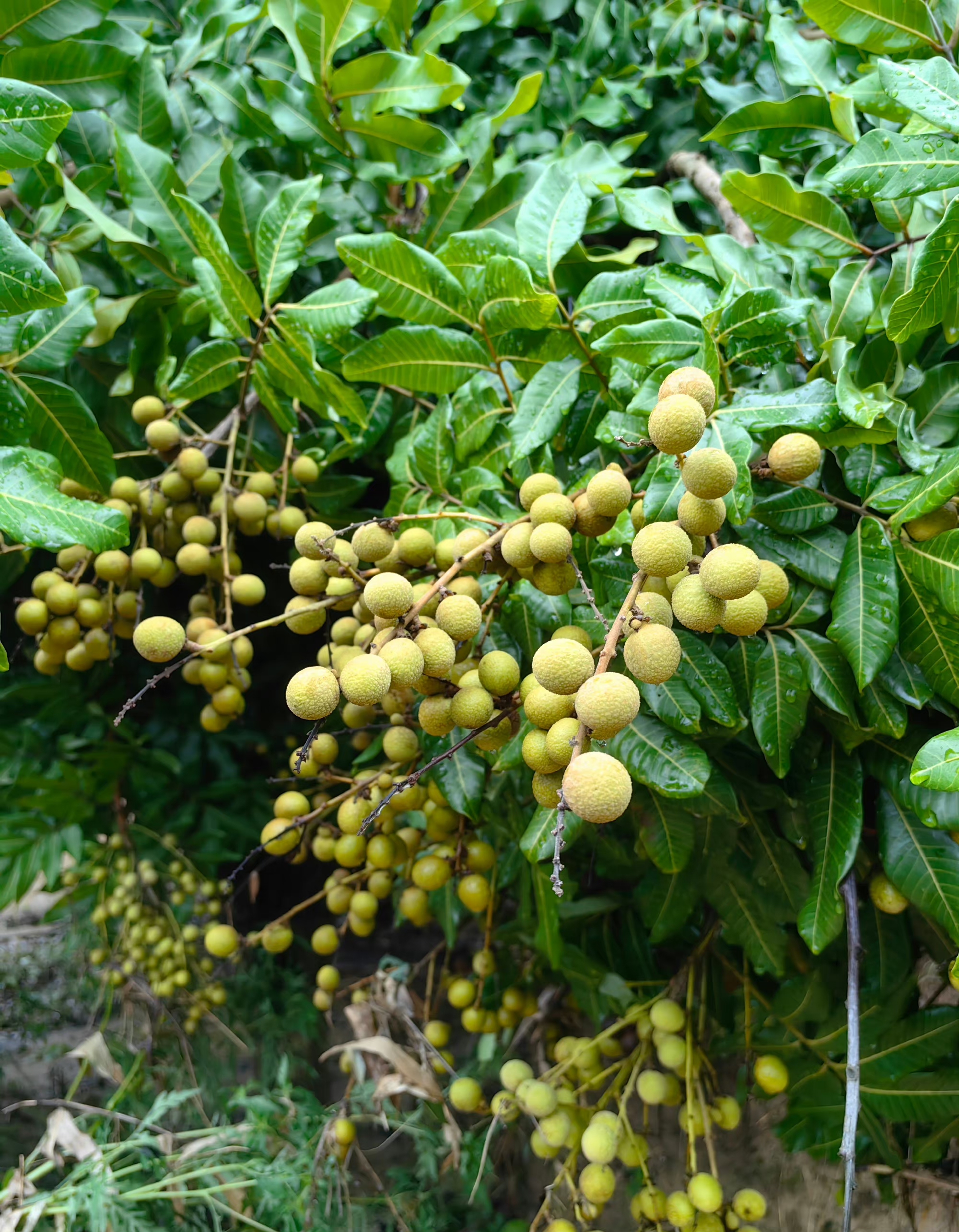这棵龙眼树硕果累累,简直馋死个人,可惜还没有熟,棵棵龙眼树都是这样