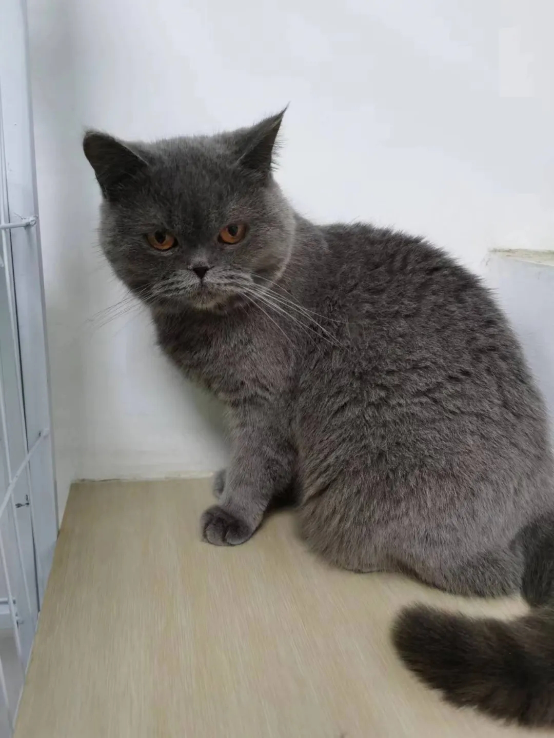 英短蓝猫丁香色