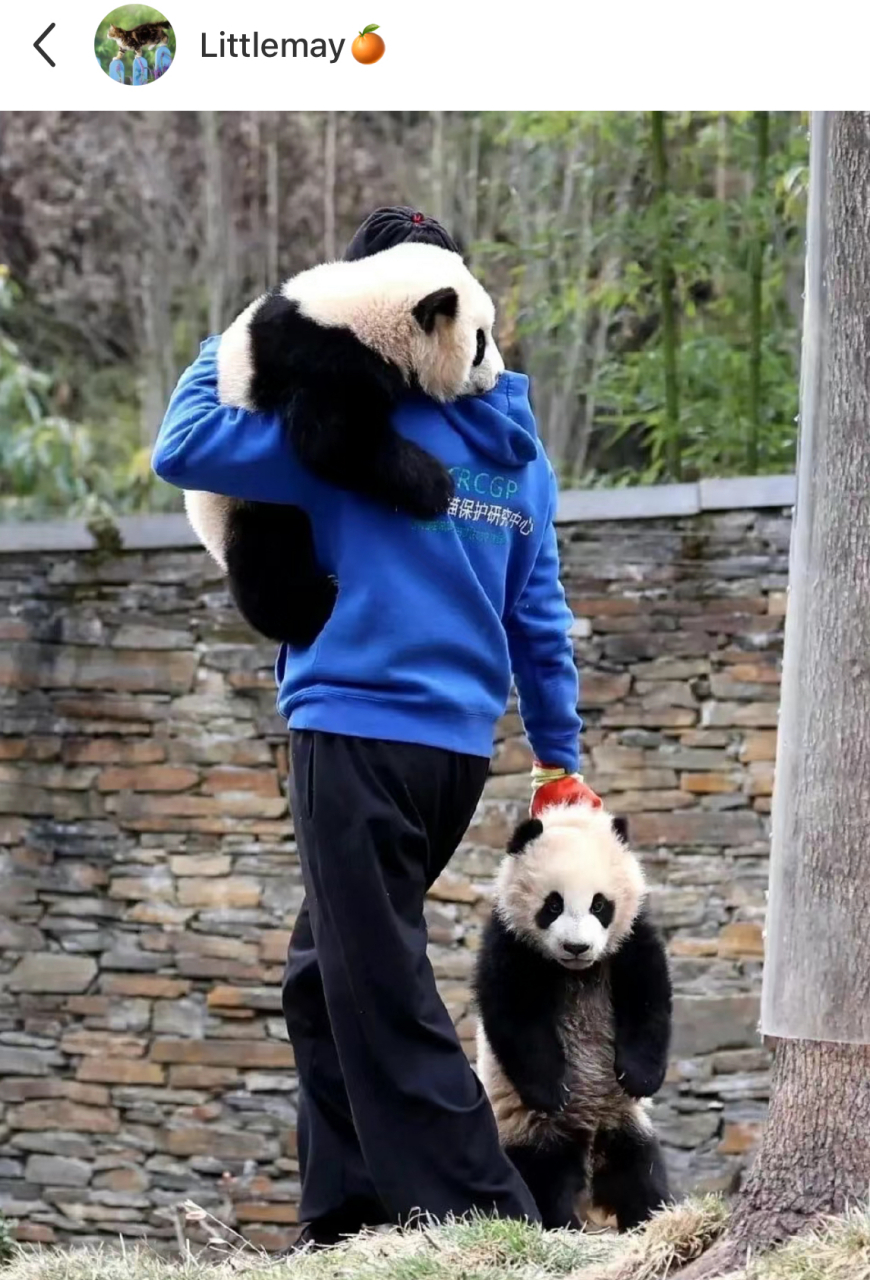 大熊猫:奶爸,你偏心!